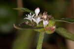 Woodland false buttonweed